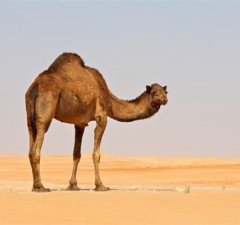 Camel Riding in Dubai