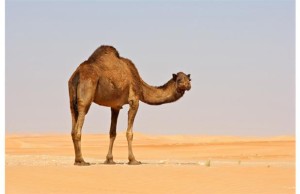 Camel Riding in Dubai