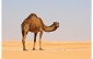 Camel Riding in Dubai